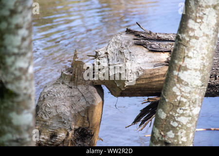Nordamerikanische Biber (Castor canadensis) nach unten gehackt Baum in Teich mit scharfen Zähnen. Stockfoto