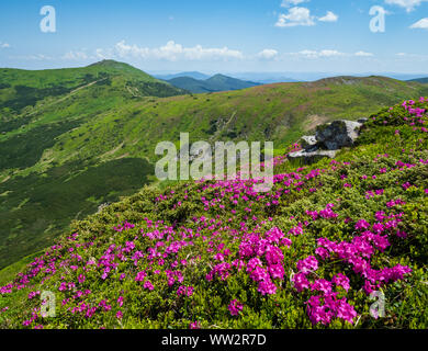 Blühende Hänge (rosa Rhododendron Blüten vor) der Karpaten, Chornohora, Ukraine. Sommer Landschaft. Stockfoto