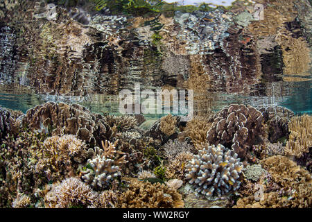 Gesunde Korallen gedeihen auf ein flaches Riff inmitten der abgelegenen Inseln von Raja Ampat, Indonesien. Dieser äquatoriale Region ist das Herz der biologischen Vielfalt der Meere. Stockfoto