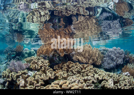 Gesunde Korallen gedeihen auf ein flaches Riff inmitten der abgelegenen Inseln von Raja Ampat, Indonesien. Dieser äquatoriale Region ist das Herz der biologischen Vielfalt der Meere. Stockfoto