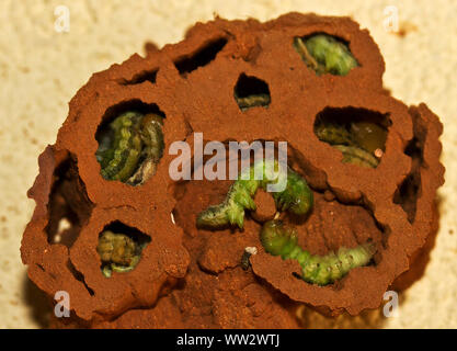 Eine große solitäre Wespe, die große Potter Wasp Weibchen baut ein Schlamm nest zusammenhängender Zellen jeweils mit einem paralised Caterpillar für die Larven zu essen Stockfoto