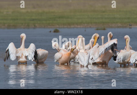 Great White Pelican (Pelecanus onocrotalus), in der Gruppe der Vögel putzen Stockfoto