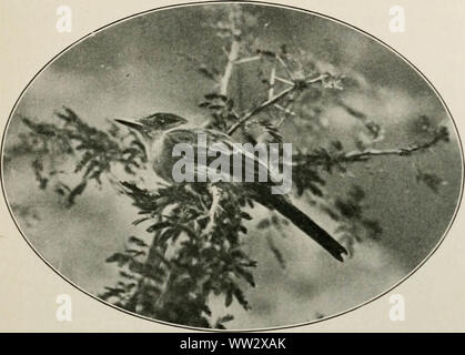 "Zwei Vogel-Liebhaber in Mexiko" (1905) Stockfoto