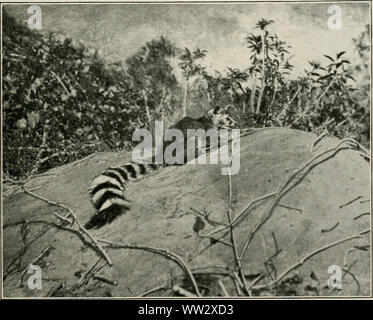 "Zwei Vogel-Liebhaber in Mexiko" (1905) Stockfoto