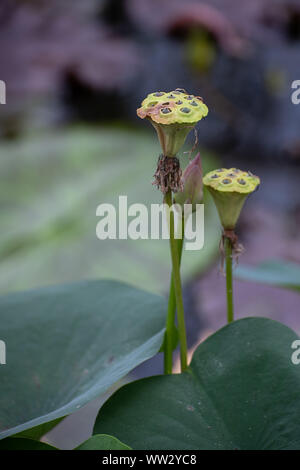 In der Nähe von Lotus Samenkapseln Stockfoto