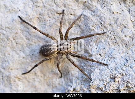 Lycosa singoriensis, Wolf Spider oder Süden russischen Tarantula Stockfoto