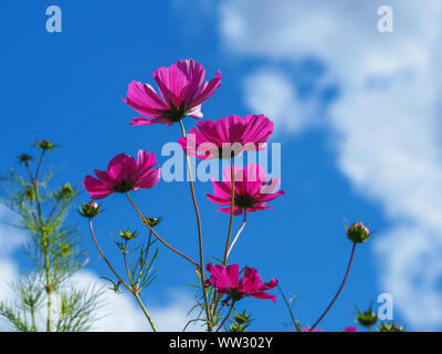 Tall pink Cosmos Blumen bis hin zu einem blauen Himmel im Sommergarten Stockfoto
