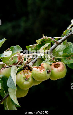 Apple Schulmeister, frühe Anzeichen von braunfäule und Vogel Schaden Stockfoto