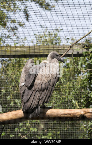 Afrikanische Weiß backed Vulture Linton Zoo Conservation Park Cambridgeshire 2019 Stockfoto