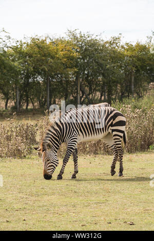 Hartmanns Bergzebra Linton Zoo Conservation Park Cambridgeshire 2019 Stockfoto