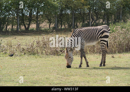 Hartmanns Bergzebra Linton Zoo Conservation Park Cambridgeshire 2019 Stockfoto