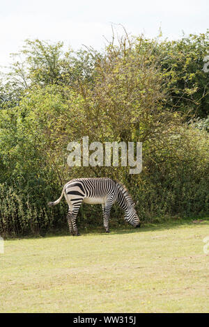 Hartmanns Bergzebra Linton Zoo Conservation Park Cambridgeshire 2019 Stockfoto