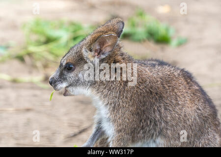 Parma Wallaby Linton Zoo Conservation Park Cambridgeshire 2019 Stockfoto