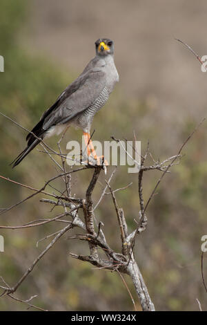 Osteuropa - Chanting goshawk, Melierax poliopterus, Accipitridae, Tsavo Ost Nationalpark, Kenia, Afrika Stockfoto