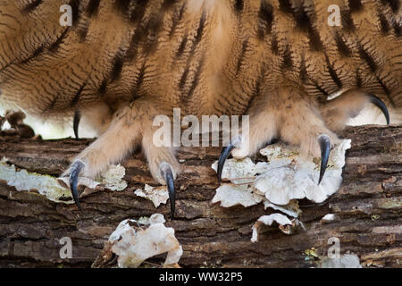Eurasische Adler-Eule Stockfoto