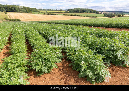 Kartoffeln im August wachsenden auf großen Feldern in den Cotswolds in der Nähe des Dorfes Snowshill, Gloucestershire, Großbritannien Stockfoto