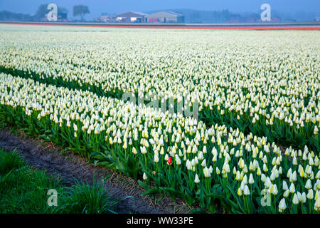 Kommerzielle Tulpenfeld in der Nähe von Lisse, Niederlande Stockfoto