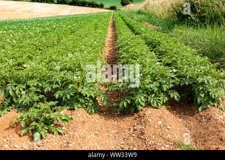 Markies Kartoffeln im August wachsenden auf großen Feldern in den Cotswolds in der Nähe des Dorfes Snowshill, Gloucestershire, Großbritannien Stockfoto