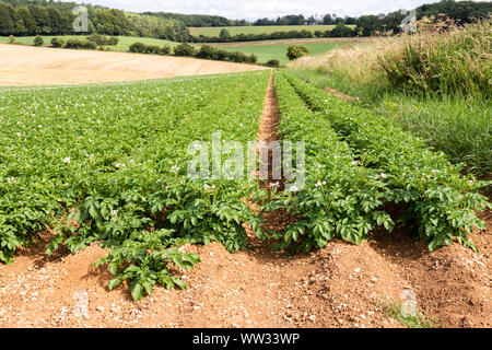 Markies Kartoffeln im August wachsenden auf großen Feldern in den Cotswolds in der Nähe des Dorfes Snowshill, Gloucestershire, Großbritannien Stockfoto