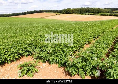 Markies Kartoffeln im August wachsenden auf großen Feldern in den Cotswolds in der Nähe des Dorfes Snowshill, Gloucestershire, Großbritannien Stockfoto