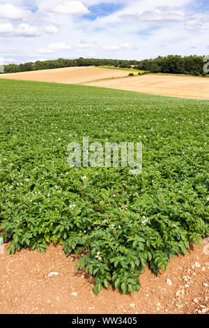 Markies Kartoffeln im August wachsenden auf großen Feldern in den Cotswolds in der Nähe des Dorfes Snowshill, Gloucestershire, Großbritannien Stockfoto