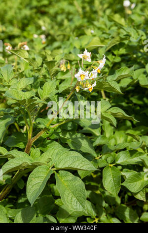 Nahaufnahme von markies Kartoffel Blume im August wachsenden auf großen Feldern in den Cotswolds in der Nähe des Dorfes Snowshill, Gloucestershire, Großbritannien Stockfoto