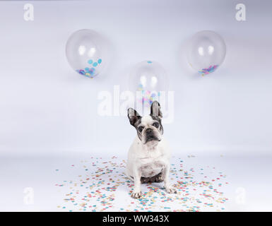 Ältere französische Bulldogge feiert Geburtstag mit Ballons und Konfetti auf weißem Hintergrund Stockfoto