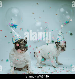 Zwei französische Bulldogge feiert Geburtstag mit Ballons und Konfetti in die Luft auf weißem Hintergrund Stockfoto