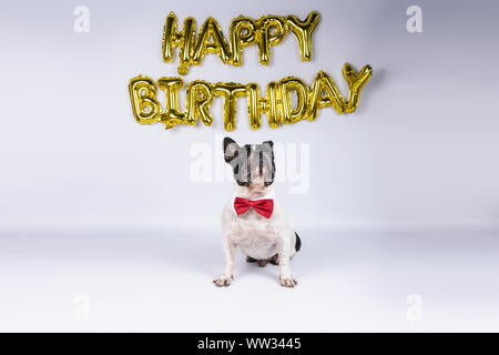 Junge französische Bulldogge mit roter Schleife binden feiert Geburtstag mit Happy Birthday Ballons auf weißem Hintergrund Stockfoto