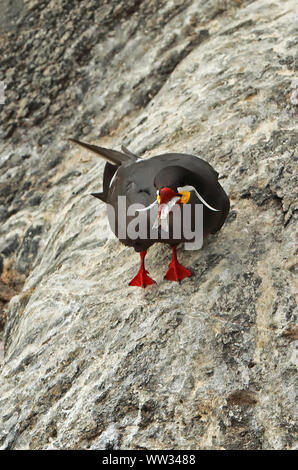 Inca Tern (Larosterna Inca) Erwachsene auf die Klippe mit Fisch Chile Januar Stockfoto