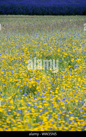 Bereich der wilden Blumen in England, Großbritannien Stockfoto