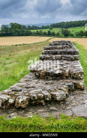 Der Hadrianswall in der Nähe des römischen Kastells Housesteads, Northumberland, England, UK Stockfoto