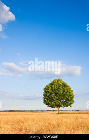 Isolierte Baum in einem Toskana wheatfield - (Toskana, Italien) Stockfoto