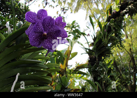 Blühende Orchideen im Botanischen Garten in Singapur Singapur Stockfoto
