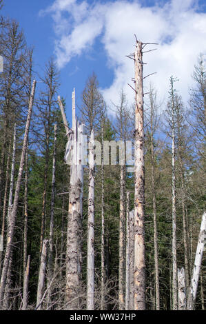 Schäden am Baum, nachdem die Europäische Fichte Borkenkäfer (Ips typographus). Europäische Fichte Borkenkäfer Unglück in der Tatra. Fichte Borkenkäfer Plage IPS-Typ Stockfoto