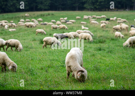 Eine große Schafherde weidet in eine Almwiese. Stockfoto