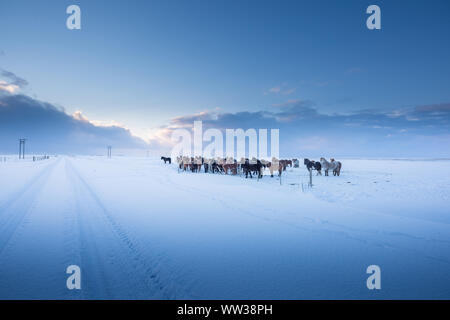 Islandpferde und wunderschöne Landschaft im Winter, Island Stockfoto