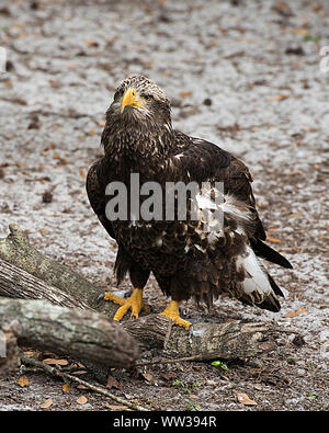 Adler vogel Kinder in seinem Umfeld. Stockfoto