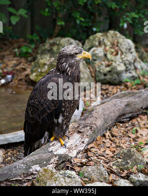 Adler vogel Kinder in seinem Umfeld. Stockfoto