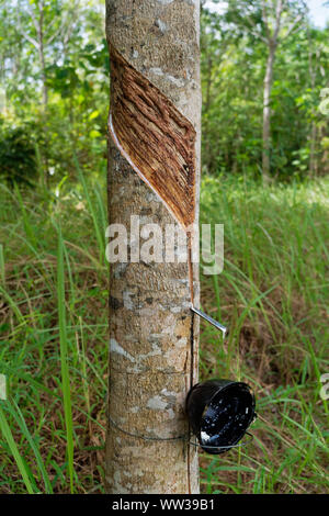 Gummibaum Obstgarten oder Plantage, Schüssel für das Sammeln von latex aus einem Gummibaum, Gummi tippen. Hevea brasiliensis ist blühende Pflanze in der wolfsmilch Stockfoto