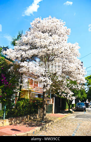 SÃO PAULO, SP - 12.09.2019: IPÊ BRANCO BAUM IM SP-weiß blühenden Ipê Baum, im perdizes Region von São Paulo entfernt. Der wissenschaftliche Name ist Tabebuia Novo - Alba. Die Blüte erfolgt in der Regel im späten Winter oder im Frühling und dauert ca. 3 Tage. (Foto: Valdir de Oliveira/Fotoarena) Stockfoto