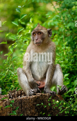 Long-tailed Macaque - Macaca fascicularis auch als Krabbe - Essen macaque bekannt, eine cercopithecine Primas in Südostasien, als der genannten Stockfoto