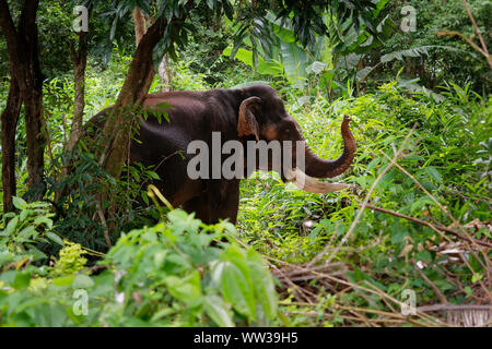 Asiatischer Elefant - Elephas maximus im thailändischen Dschungel, auch Asiatische Elefanten, nur lebende Arten des Elephas, aus Indien verteilt, Nepa Stockfoto