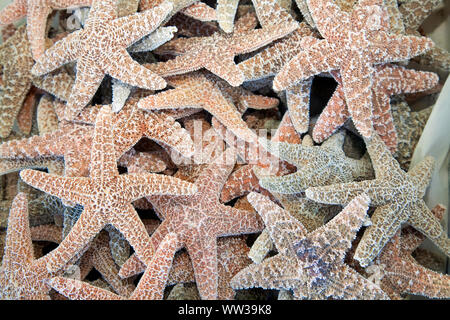 Tarpon Springs, Florida Seehafen, USA, traditionelle griechische Schwamm Industrie Stockfoto