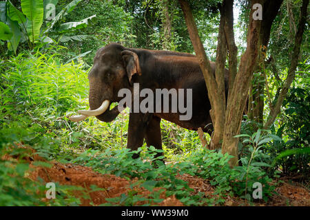 Asiatischer Elefant - Elephas maximus im thailändischen Dschungel, auch Asiatische Elefanten, nur lebende Arten des Elephas, aus Indien verteilt, Nepa Stockfoto