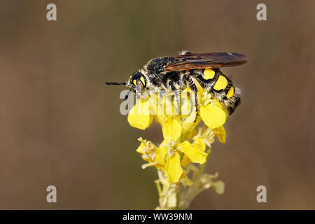 Colpa sexmaculata ist ein großes Insekt (Mammut Wasp) in der Familie Scoliidae. Farbe schwarz mit gelben Linien und Punkte, ähnlich der Wespe. Stockfoto