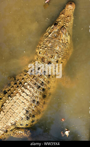 Krokodil in der wilden Standby für Aktion Stockfoto