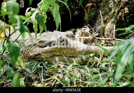 Großes Krokodil Die Silent Hunter Stockfoto