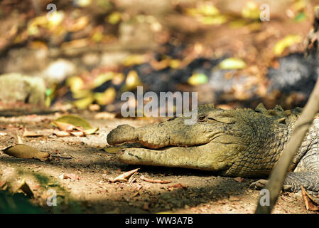 Großes Krokodil Die Silent Hunter Stockfoto