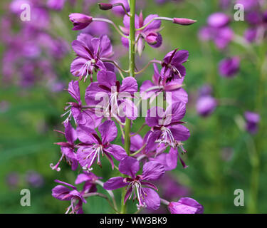 Nahaufnahme der Chamaenerion angustifolium, bekannt als Fireweed, tolle Weidenröschen und rosebay Weidenröschen Stockfoto